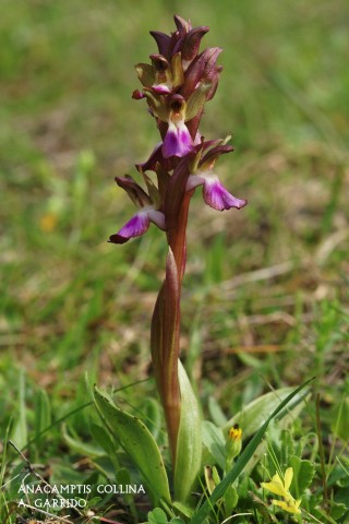 Filum: Magnoliophita. Clase: Liliopsida. Orden: Orchidales
Familia: Orchidaceae. Gnero: Anacamptis.
Especie: Anacamptis collina
