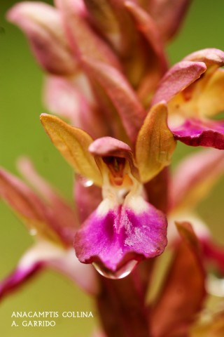 Anacamptis collina: Tambin aparece en distintas bibliografas en el gnero Orchis como Orchis collina o bien Orchis saccata. En esta orqudea  su roseta basal aparece pronto, a finales de otoo, y tambin es la primera que florece, en algunos aos favorables, a finales de Febrero, por lo que en los lugares ms altos de Linares algunas nevadas tardas malogran sus primeras flores, no obstante lo normal es que lo haga desde finales de Marzo hasta mediados de Mayo.
Es una planta de mediano tamao, entre 10 y 20 cm. de altura,  y que rara  vez supera los 25 cm.
El color predominante del labelo es rosa fuerte, pero no son raros los ejemplares hipocrmicos de color blanco.
Su distribucin, como todas las orqudeas del trmino, aparece en claros de encinares o pinares, cunetas o mrgenes de cultivos.
No es abundante.
