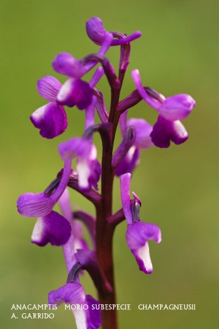 Filum: Magnoliophita. Clase: Liliopsida. Orden: Orchidales Familia Orchidaceae. Gnero: Anacamptis.
Especie: Anacamptis  morio subespecie  champagneusii
