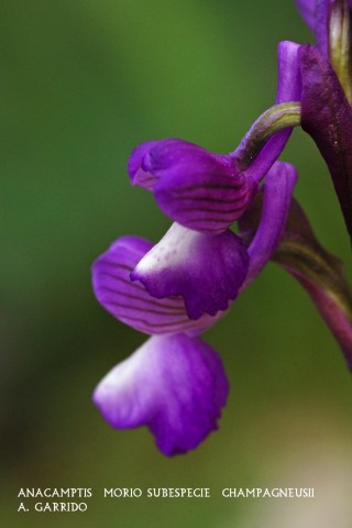 Anacamptis  morio subespecie  champagneusii.   Vulgarmente en algunos lugares se la conoce como Testculo de Perro. Escindida tambin del gnero Orchis, en otras publicaciones aparece como Orchis champagneusii.
Esta orqudea necesita algo ms de humedad que otras, y en los aos favorables llega a ser numerosa, siendo escasa si no llega este nivel de humedad.
Al igual que casi todas las orqudeas de nuestro trmino, es una planta de entre 10-25 cm. de altura. Florece de Marzo a Mayo y el color de las flores es violceo con el centro del labelo blanco.
Crece en prados, claros de encinas o pinares y cunetas de caminos en el monte.
