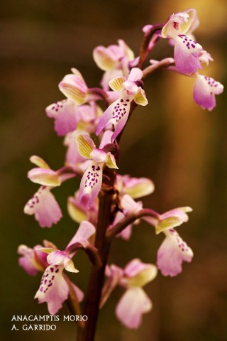 Filum: Magnoliophita. Clase: Liliopsida. Orden: Orchidales
Familia: Orchidaceae. Gnero: Anacamptis.
Especie: Anacamptis morio
