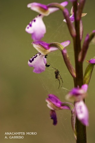 Anacamptis morio. Esta orqudea es muy parecida a la champagneusii, pero pronto notamos la diferencia tanto por sus flores como por la envergadura de la planta que puede llegar a los 30 cm.  Sus flores varan del rosa claro al naranja, mientras el centro del labelo presenta manchas y los lbulos laterales tienen una forma ms dentada. Esta especie es ms restringida tanto en hbitats como en nmero de ejemplares. Por su seguridad no podemos dar ms datos sobre su distribucin.