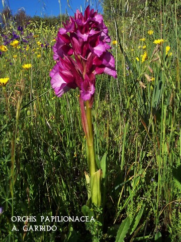 Filum: Magnoliophita. Clase: Liliopsida. Orden: Orchidales
Familia: Orchidaceae. Gnero: Anacamptis.
Especie: Orchis papilionacea

