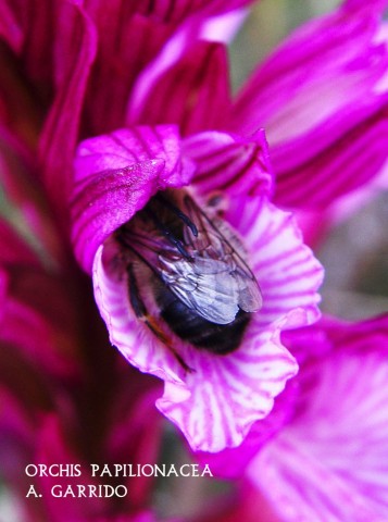Anacamptis papilionacea subsp. expansa. Ordinariamente conocida por Hierba del Muchacho. Nueva en este gnero, tambin se la puede encontrar en bibliografas  como Orchis papilionacea.
Es una de las ms abundantes y bonitas de nuestras orqudeas. Su inflorescencia es una espiga densa de color prpura-rosada, con finas lneas y manchas ms oscuras. Su altura puede alcanzar los 25 cm. aunque puede no llegar a los 10.
En primaveras demasiado lluviosas, como sta del 2013, puede llegar a ser realmente escasa.
Florece de Marzo a Mayo en praderas, y en claros de bosques de encinas. 
