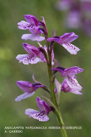 Filum: Magnoliophita. Clase: Liliopsida. Orden: Orchidales
Familia: Orchidaceae. Gnero: Anacamptis.
Especie: Anacamptis papilionacea hbrida o subespecie.