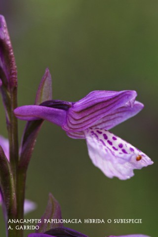 Anacamptis papilionacea hbrida o subespecie.
Creemos que esta orqudea no puede ser una papilioncea 'expansa', ya  que en sta el espoln es casi invisible de lo pegado que est al ovario, mientras en la hbrida el espoln resalta de forma manifiesta. Aunque tambin podra tratarse de un hbrido entre papilioncea y 'champagneusii', pues los lbulos del labelo no van dirigidos hacia abajo. Adems  de que todos los ejemplares vistos en las distintas temporadas, presentan idnticas caractersticas. No dejamos de estudiar su futuro.
