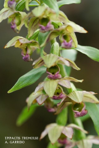 Filum: Magnoliophita. Clase: Lilipsida. Orden: Orchidales
Familia: Orchidaceae. Gnero: Epipactis
Especie: Epipactis tremolsii
