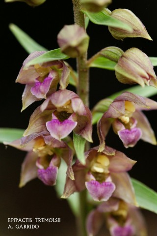 Epipactis tremolsii: De las catorce especies de Epipactis, solo la tremolsii habita en nuestro trmino, y an as nos parece raro, pues lo hace en lo ms rido de ste.
Las rosetas basales aparecen muy pronto, pero es la ltima en florecer, ya que no lo hace hasta primeros de Mayo, momento en que endereza una larga y curvada espiga floral de, en ocasiones, ms de 50 o 60 pequeas flores.
El labelo presenta una forma de cazoleta con un fondo verde brillante que semeja estar lleno de nctar, pero slo un poco es aprovechado por el ir y venir de las hormigas que lo toman, hasta casi reventar su abdomen. (Est  documentado).
Es la orqudea que ms altura alcanza, casi los 35 cm., aunque lo normal son unos 25.
Se distribuye en lo ms rido del trmino sobre arenas de granito.
