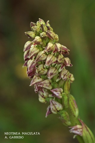 Neotinea maculata: Hasta ahora, slo esta pequea orqudea llenaba el gnero, genero cuya principal caracterstica y, por la que se le sum la cnica, es la de la pronta aparicin de su roseta basal a principios del otoo con las caractersticas manchas pardo rojizas en sus hojas, y  su permanencia durante el invierno hasta la floracin en Abril.
Es peculiar tambin la pequeez de sus flores blanqui-verdosas con la forma antropomorfa del labelo.
Tan pequea como escasa, slo unas pocas plantas en lugares muy concretos, y no todos los aos, es el escaso bagaje para su estudio.
