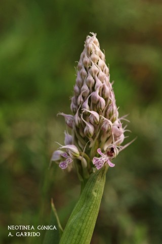 Filum: Magnoliophita. Clase: Lilipsida. Orden: Orchidales
Familia: Orchidaceae. Gnero: Neotinea
Especie: Neotinea cnica.
