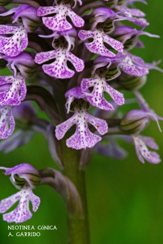 Neotinea cnica: Es el nuevo nombre de la Orchis conica tras ser enajenada del gnero orchis, pues a pesar de la forma ms o menos antropomorfa de sus flores,  la pronta aparicin en otoo de su roseta basal, los datos aportados por modernos estudios moleculares y sobre la micromorfologa de sus semillas, justifican su nuevo taxn.
Tanto  su espiga floral como su floracin, de forma cnica, dan sentido al apellido.
Es una bonita orqudea con una altura mediana, entre 10 y 20 cm. y  una masa floral compacta de flores blancas o rosadas, manchadas de un rosa fuerte ms o menos oscuro.
Como casi todas las orqudeas de la zona, se localiza en prados, dehesas y encinares aclarados.
