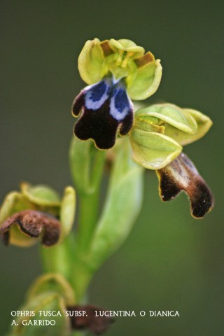Filum: Magnoliophita. Clase: Lilipsida. Orden: Orchidales
Familia: Orchidaceae. Gnero: Ophris
El nombre del gnero lo determina la palabra griega Ophris  que significa ceja, bien por los pelos que pueblan los bordes del labelo de la flor o por la forma arqueada de algunas de ellas.
Es con mucho el gnero ms numeroso en nuestro trmino y tiene la caracterstica de que sus flores imitan, con ms o menos acierto, a hembras de abejas, avispas, araas y otros insectos, con objeto de llevar su genes a otras flores, y conseguir una polinizacin cruzada y su fecundacin.
Especie:  Ophris fusca subsp.  lucentina o dinica.