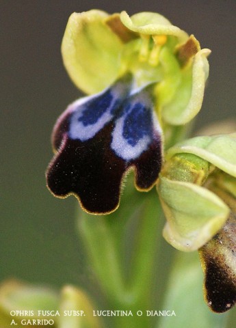 Ophris fusca subsp.  lucentina o dianica: Es justificable esta indecisin a la hora de clasificar esta orqudea, ya que su sorpresivo descubrimiento en nuestro trmino, Abril de 2013, y la gran variedad de subespecies en la Pennsula Ibrica de esta especie, no nos ha permitido decantarnos por una en particular, pues el parecido de unas y otras es grande.
Es planta de mediano tamao, unos 20 cm. No hemos podido recabar demasiados datos, pues slo dos ejemplares avalan nuestro estudio.
Tambin nos ser permitido el no dar ms datos, con objeto de proteger su progresiva expansin, si ste se produjese.
