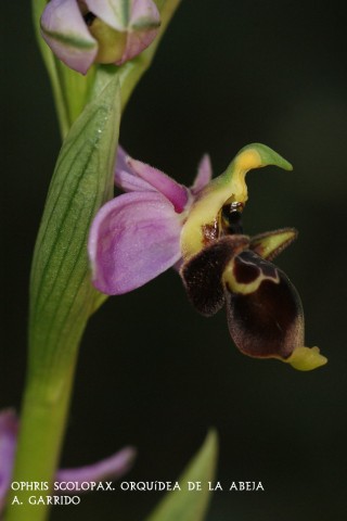 Ophris scolopax: Orqudea de la Abeja: Al imitar a una abeja, el macho de sta al intentar copular con la flor, se lleva pegado en su frente uno de los 'polnios' (agente polinizador) hasta el ovario de otra flor y conseguir su fecundacin.
Es una de las orqudea ms vistosas, aunque hay que acercarse a ella para admirarla en toda su plenitud. El labelo es de un bonito color marrn rojizo con una H azulada, ms o menos definida de color gris azulado, coronada por tres spalos rosados.
Dependiendo de su hbitats puede alcanzar una altura entre 10 y 35 cm. ya que si est rodeada de maleza, lucha por conseguir mayor altura y recibir ms luz.
Vive entre claros de matorral de encina o lentisco y protegida por estos.

