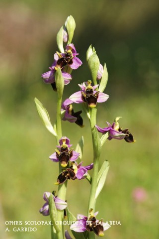Filum: Magnoliophita. Clase: Lilipsida. Orden: Orchidales
Familia: Orchidaceae. Gnero: Ophris
Especie: Ophris scolopax: Orqudea de la Abeja.
