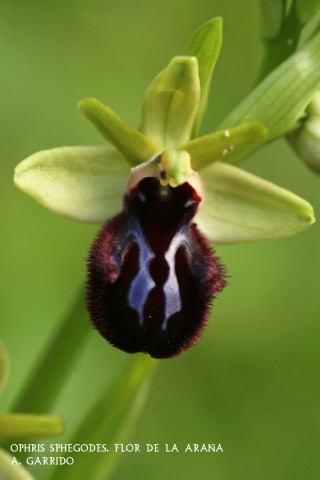 Ophris sphegodes: Flor de la Araa: Son numerosas las subespecies de esta orqudea: passionis, castellana, catalanica, litiginosa, incubcea e incluso sphegodes subsp. sphegodes. Algunas presentan  diferencias claras respecto a otras , pero la nuestra slo se parece a la incubcea. Pese a diferencias sutiles, como la prominencia de las gibosidades y la espesa pilosidad del margen del labelo de sta, pudiera ser que alguna de las que presentamos pudiera ser se la subsp Ophris sphegodes (incubcea).
Planta de entre 15 y 30 cm. de altura y una espiga de 6 u 8 flores de color pardo o pardo rojizo con una H gris azulada en el centro del labelo y gibosidades puntiagudas a los lados de ste.
La encontraremos en prados, en claros entre chaparros y lentiscos, y en cunetas de caminos rurales.
