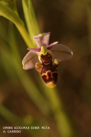 Ophris scolopax subsp. picta: Casi idntica a la scolopax, su pequeo tamao, lo apartado de su hbitat y fuentes autorizadas que nos la identifican como picta, justifica que consideremos esta orqudea como subespecie.
Prolifera en prados claros entre carrascas  y lentiscos.
