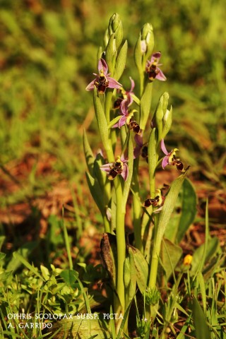 Filum: Magnoliophita. Clase: Lilipsida. Orden: Orchidales
Familia: Orchidaceae. Gnero: Ophris
Especie: Ophris scolopax subsp. picta.
