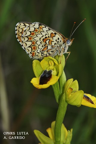 Ophris lutea: En primaveras lluviosas es con diferencia la ms numerosa de las orqudeas de nuestra zona, llenando con su presencia laderas enteras de pastos orientadas al  norte, eso s, camuflada con otras flores del entorno: margaritas, jaramagos. .etc., con lo que se protege de la predacin de los herbvoros.
Por el contrario, en aos secos es difcil ver alguna.
Crece hasta unos 25 cm. aunque generalmente suele ser menor su altura, y presenta hasta seis u ocho flores de color amarillo vivo con una mancha gris azulada bordeada de negro en el centro del labelo.
Su hbitat se sita en prados y padrones orientados al norte o en claros entre maleza de encinas y lentiscos.
