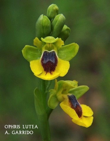 Filum: Magnoliophita. Clase: Lilipsida. Orden: Orchidales
Familia: Orchidaceae. Gnero: Ophris
Especie: Ophris lutea.

