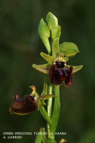 Filum: Magnoliophita. Clase: Lilipsida. Orden: Orchidales
Familia: Orchidaceae. Gnero: Ophris
Especie: Ophris sphegodes: Flor de la Araa.
