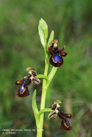 Filum: Magnoliophita. Clase: Lilipsida. Orden: Orchidales
Familia: Orchidaceae. Gnero: Ophris.
Especie: Ophris speculum: Espejo de Venus.

