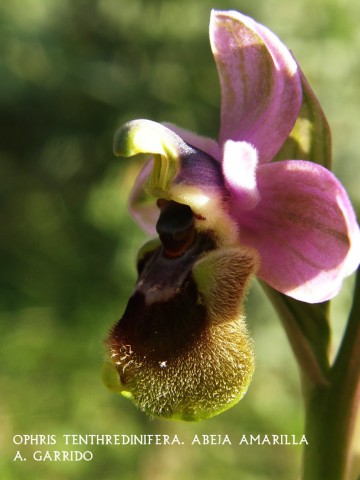 Ophris tenthredinifera: Abeja Amarilla: Es la ms comn y la ms fiel de nuestras orqudeas, aunque en aos malos tambin flaquea su nmero.
Puede ser muy pequea, apenas 5 cm. o llegar a los 15, pero es raro que sobrepase esta altura. Aunque discreta, a pesar de aos de abundancia, en las distancias cortas es una belleza: Sus 5 o 6 flores estn orladas de unos spalos rosados; el labelo presenta unos bonitos colores azules, negros y pardos en el centro y amarillo fuerte en los lbulos laterales.
