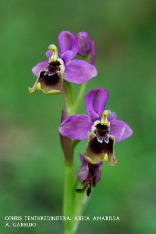 Filum: Magnoliophita. Clase: Lilipsida. Orden: Orchidales
Familia: Orchidaceae. Gnero: Ophris.
Especie: Ophris tenthredinifera: Abeja Amarilla.
