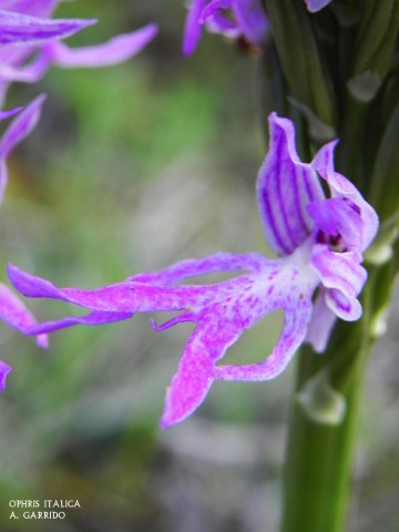 A pesar de ser la nica, no es por ello menos espectacular y bonita. Es tambin alta, aunque la mayora son de una talla mediana, de unos 15 o 20 cm. Las hay que pueden superar los 25.
Tanto en su espiga  como en su floracin presenta un hermoso y compacto conjunto piramidal de bellas flores de color rosa plido, con finas listas y manchas de un rosa fuerte. Todo esto en un labelo multilobulado imitando un cuerpo humano: tronco, brazos, piernas con rgano sexual incluido.
Tambin son de gran belleza las que presentan  un color blanco de nieve.
