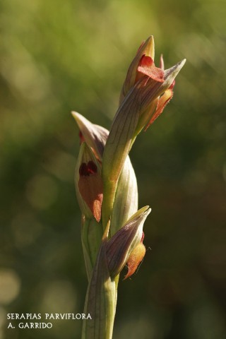 Serapias parviflora: Tambin es la nica de este gnero que habita nuestro territorio. Todo acompaa a esta discreta orqudea a pasar desapercibida en su entorno. Crece y florece cuando lo hacen miles de hierbas y flores en plena primavera. Rodeada de gramneas y plantas de ms porte, presta sus 15 cm. de altura a unas flores de un  pardo-verdoso claro y un corto labelo color canela.
Crece indiscriminadamente en prados, entre chaparros o en claros de monte.
No es muy abundante.
