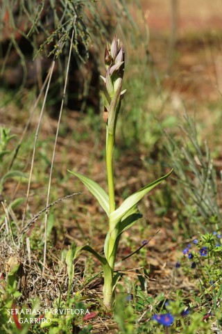 Filum: Magnoliophita. Clase: Lilipsida. Orden: Orchidales
Familia: Orchidaceae. Gnero: Serapias.
Especie: Serapias parviflora.
